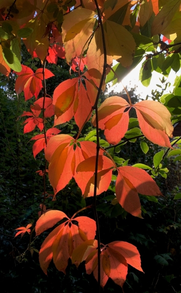 Weeping Ash Garden